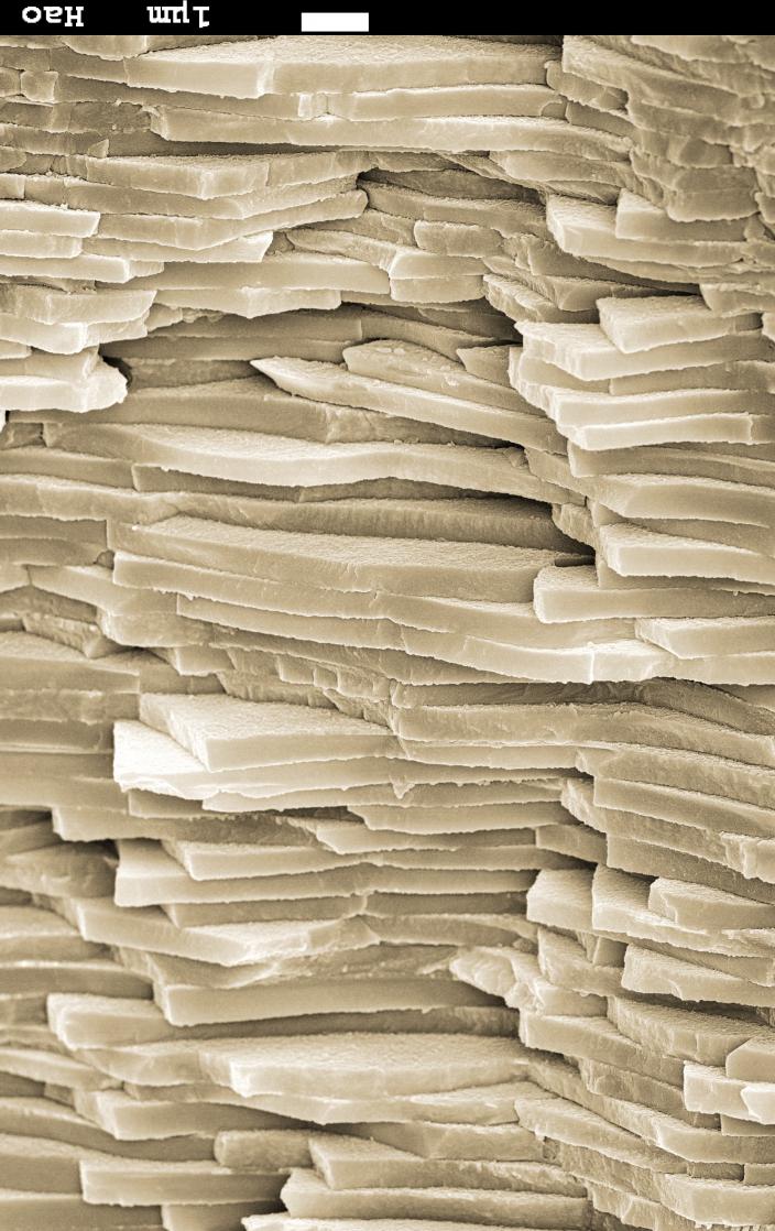 Mother of Pearl Western Australian Museum